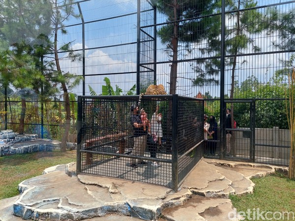 Ada juga wisatawan yang menjajal wahana memberi makan binatang buas di dalam sebuah jeruji besi. Kendati wahana rumah burung masih belum dibuka, tetapi hal tersebut tak mengurangi antusiasme wisatawan. Ada juga wisatawan yang menjajal wahana memberi makan binatang buas di dalam sebuah jeruji besi. Kendati wahana rumah burung masih belum dibuka, tetapi hal tersebut tak mengurangi antusiasme wisatawan.