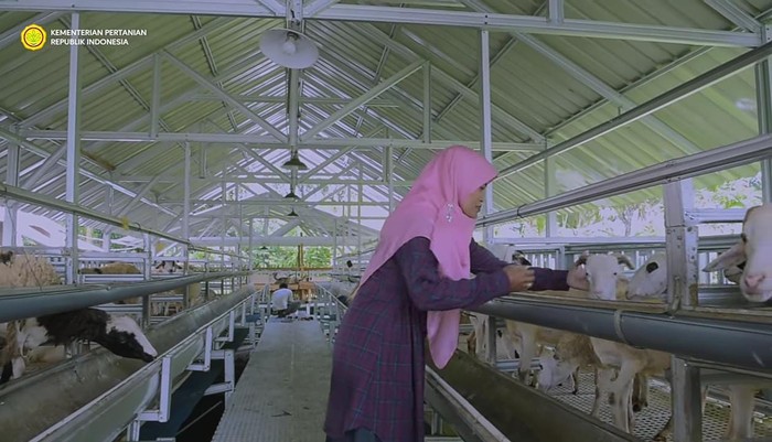 Berhenti Jadi Dosen, Wanita Ini Pilih Ternak Domba dengan Teknologi Canggih