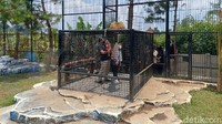 Ada juga wisatawan yang menjajal wahana memberi makan binatang buas di dalam sebuah jeruji besi.