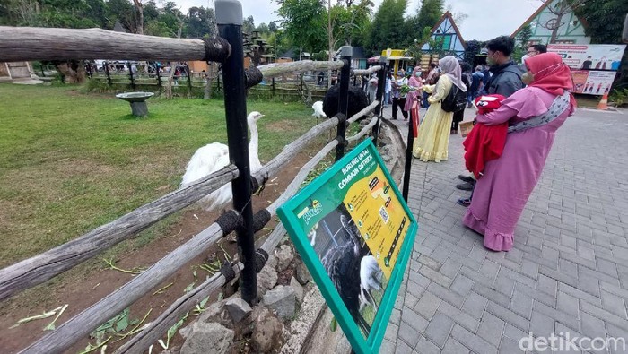Wisatawan dewasa dan anak-anak tumplek di objek wisata Lembang Park and Zoo, Kabupaten Bandung Barat (KBB) pada libur akhir pekan, Sabtu (16/10/2021). Padahal objek wisata tersebut belum masuk kategori uji coba pembukaan wisata.