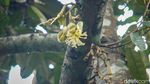 Mau Cicip? Ini Soto Kembang Durian yang Harum Unik dari Kulon Progo