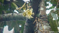 Kembang durian yang oleh masyarakat setempat biasanya dimanfaatkan sebagai pakan ternak itu menggantikan suwiran daging ayam atau sapi yang lazim ditemui di soto-soto di Indonesia.