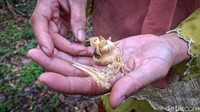 Ia kemudian memutar otak bagaimana membuat olahan durian tanpa harus menggunakan buah. Dari situlah Siti terbesit menggunakan kembang durian yang memang sangat mudah ditemukan di rumahnya. 