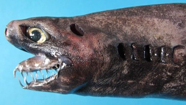 Cazón víbora, un extraño tiburón con largas mandíbulas.
