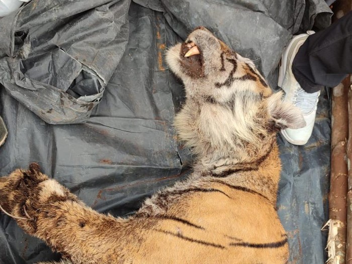 Harimau Sumatera betina ditemuka mati di hutan produksi akibat kena jerat.