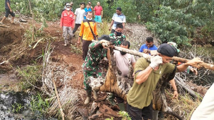 Harimau Sumatera betina ditemuka mati di hutan produksi akibat kena jerat.