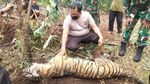 Penampakan Harimau Sumatera Betina yang Mati Kena Jerat di Riau