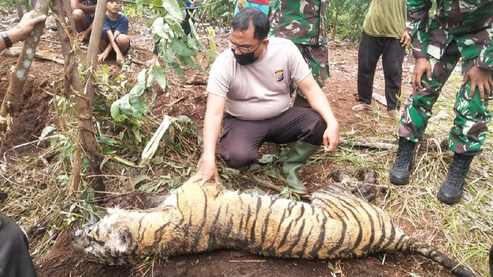 Harimau Sumatera betina ditemuka mati di hutan produksi akibat kena jerat.