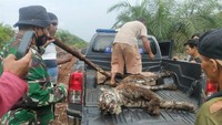 Foto: Bangkai harimau Sumatera itu dievakuasi ke Pekanbaru untuk dilakukan neukropsi agar penyebab kematiannya diketahui secara pasti. Dengan neukropsi, dapat diketahui juga waktu kematian harimau (dok. istimewa)