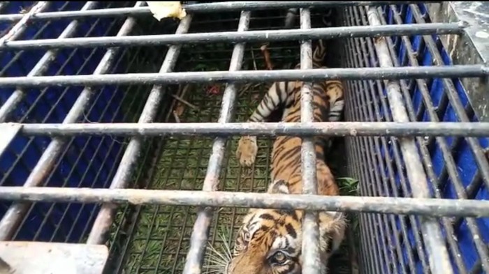 Harimau yang diduga penyerang warga saat cari sinyal ponsel di Merangin, Jambi.
