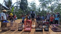 Farid mengatakan gerakan tebar burung akan terus dilakukan di Desa Banjarmangu. Farid menyebut hasil dari konservasi tersebut sudah dirasakan warga, terutama para petani di Banjarmangu. 