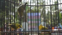 Selain untuk menjaga kelestarian alam, pelepasan burung ini juga diproyeksikan sebagai sarana wisata. Nantinya burung yang dilepas tidak hanya burung endemik Desa Banjarmangu, melainkan burung yang saat ini sudah mulai langka.