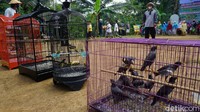 Di tempat yang sama, Kepala Desa Banjarmangu Nurul Hilal Eko Prayitno menambahkan, saat ini pihak pemerintah desa telah menerbitkan peraturan desa (Perdes) nomor 5 tahun 2021 tentang konservasi sumber daya alam hayati dan ekosistim di Desa Banjarmangu. 