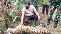 Lokasi tempat ditemukannya bangkai harimau tersebut berada di areal hutan produksi yang dapat Dikonversi (HPK) berupa areal perladangan masyarakat dan  berjarak tegak lurus +/- 21,85 km dari kawasan SM Bukit Batu.