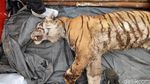 Kasihan! Harimau Sumatera Tewas Terjerat