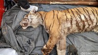 Harimau tersebut berjenis kelamin betina.