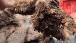 Kasihan! Harimau Sumatera Tewas Terjerat