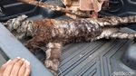 Kasihan! Harimau Sumatera Tewas Terjerat