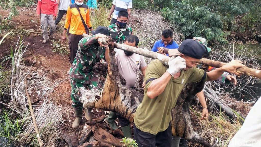 Sedih! Evakuasi Bangkai Harimau Sumatera yang Mati Kena Jerat