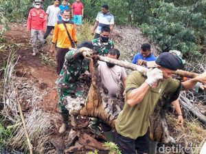 Tragis! Harimau Sumatera Mati Terjerat