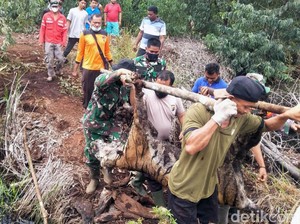 Tragis! Harimau Sumatera Mati Terjerat