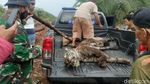 Kasihan! Harimau Sumatera Tewas Terjerat