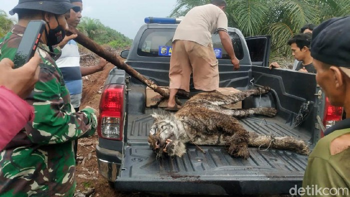 Kasihan! Harimau Sumatera Tewas Terjerat Seekor Harimau Sumatera ditemukan tewas di perkebunan di Bengkalis, Riau. Harimau itu tewas akibat jerat yang dipasang warga.