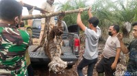 Petugas bersama warga mengevakuasi harimau Sumatera yang tewas, Minggu (17/10).