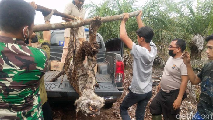 Kasihan! Harimau Sumatera Tewas Terjerat Seekor Harimau Sumatera ditemukan tewas di perkebunan di Bengkalis, Riau. Harimau itu tewas akibat jerat yang dipasang warga.