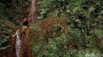 Napak Tilas Curug Cikoneng TKP Ditemukannya Gibran di Gunung Guntur