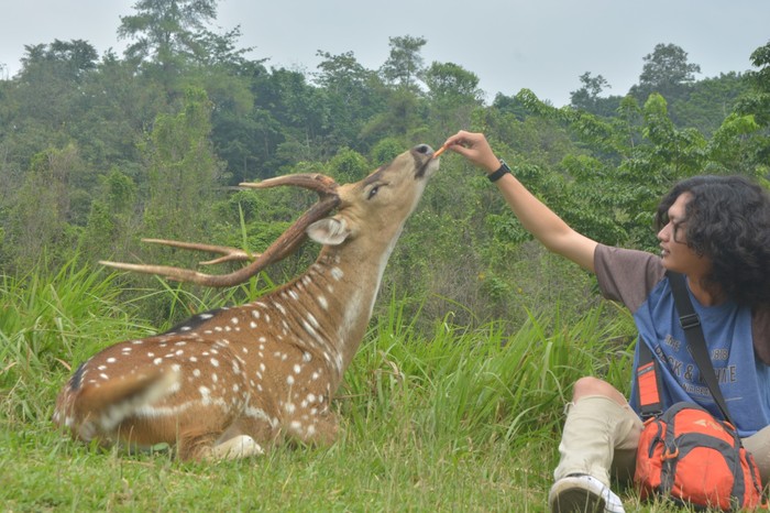 Penangkaran Rusa Cariu