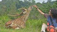 Rusa di Wisata Penangkaran Rusa Cariu terbagi menjadi rusa tutul dan rusa Jawa. Foto: Luthfi Hafidz