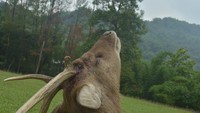 Penangkaran Rusa ini berada di Desa Buana Jaya, Kecamatan Tanjung Sari, Cariu, Kabupaten Bogor. Letaknya yang jauh dari perkotaan membuat tempat ini sangat cocok untuk penangkaran rusa, selain alamnya yang bisa dibilang masih asri juga letak geografisnya juga mendukung menjadikan penangkaran rusa ini mirip seperti habitat asli rusa tersebut. Foto: Luthfi Hafidz