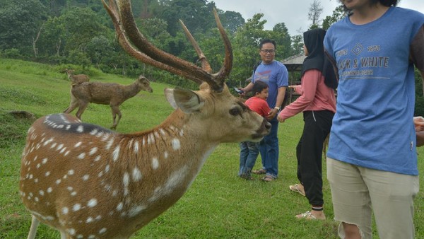 Potret Serunya Bermain Bersama Rusa di Penangkaran Cariu