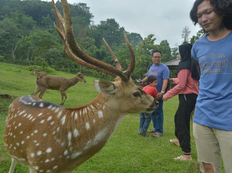 Potret Serunya Bermain Bersama Rusa di Penangkaran Cariu