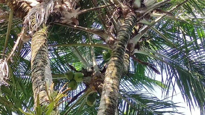 pohon kelapa bercabang 8 di pacitan
