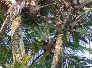 Pohon Kelapa Bercabang 8 di Pacitan Diburu untuk Obat-Ditawar Belasan Juta