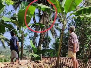 Pohon Kelapa Bercabang 8 hingga Secuil Kisah Wali di Pacitan