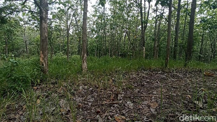 Mayat wanita dalam kondisi terikat dan terbungkus plastik ditemukan di hutan kawasan Grobogan. Hutan itu dikenal sebagai lokasi pembuangan mayat sejak Orde Baru