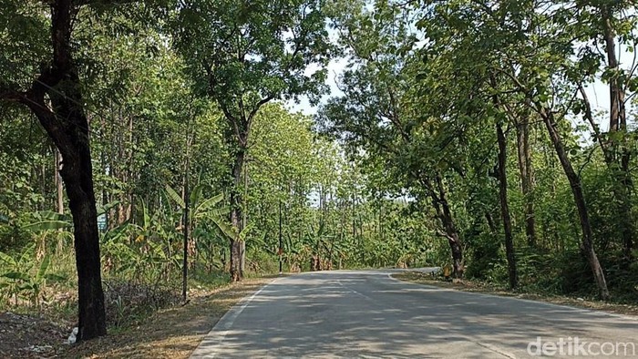 Potret Hutan yang Jadi Tempat Penemuan Mayat Wanita di Grobogan Mayat wanita dalam kondisi terikat dan terbungkus plastik ditemukan di hutan kawasan Grobogan. Hutan itu dikenal sebagai lokasi pembuangan mayat sejak Orde Baru