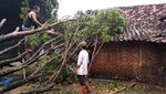 Rumah Rusak-Pohon Tumbang Imbas Hujan Es di Madiun