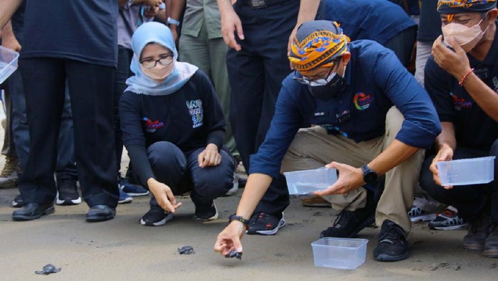 Sandiaga Lepas Tukik di Desa Wisata Pantai Serang Menteri Pariwisata dan Ekonomi Kreatif Sandiaga Uno mengunjungi Desa Wisata Pantai Serang, Blitar, Jawa Timur. Dalam kesempatan itu, Sandi melepaskan tukik.