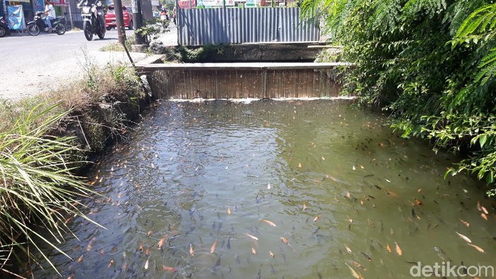 Selokan di Colomadu, Karanganyar yang kini disulap jadi kolam ikan