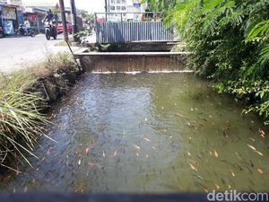 Sulap Selokan Jadi Kolam Ikan, Warga Karanganyar Raup Cuan