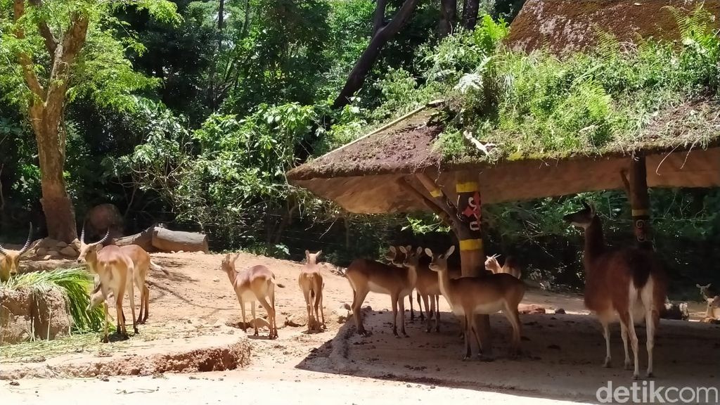 Taman Safari Bogor