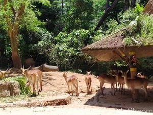 Selama Lebaran, Wisata Malam di Taman Safari Enggak Cuma Akhir Pekan