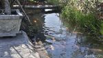 Warga Karanganyar Raup Cuan dari Sulap Selokan Jadi Kolam Ikan