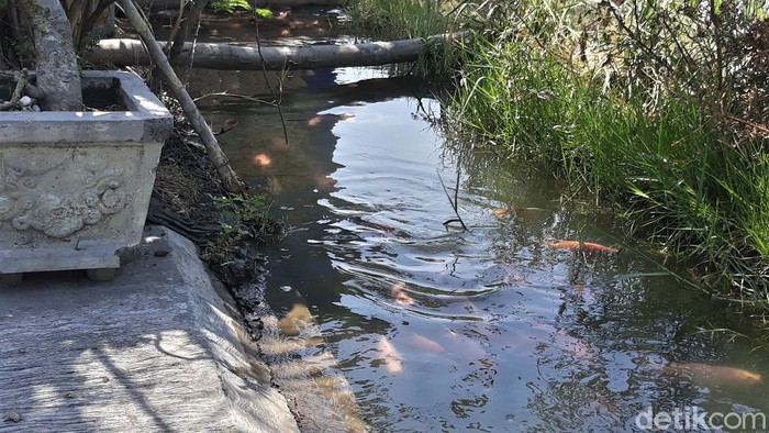 Warga Karanganyar Raup Cuan dari Sulap Selokan Jadi Kolam Ikan Selokan di Karanganyar disulap menjadi kolam ikan di Karanganyar. Selokan itu kini jadi tempat budi daya ikan nilai bernilai ekonomi tinggi.