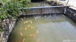 Warga Karanganyar Raup Cuan dari Sulap Selokan Jadi Kolam Ikan
