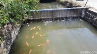 Mereka sempat memelihara berbagai jenis ikan, seperti nila, lele, hingga gurame. Namun akhirnya nila dipilih karena dirasa paling cocok dibudi dayakan di selokan. Ketua Paguyuban Mina Sari Mulyo, Bambang Agus Warsito, menyebut nila lebih tahan di air mengalir. Biaya pemeliharaannya pun dirasa lebih murah.